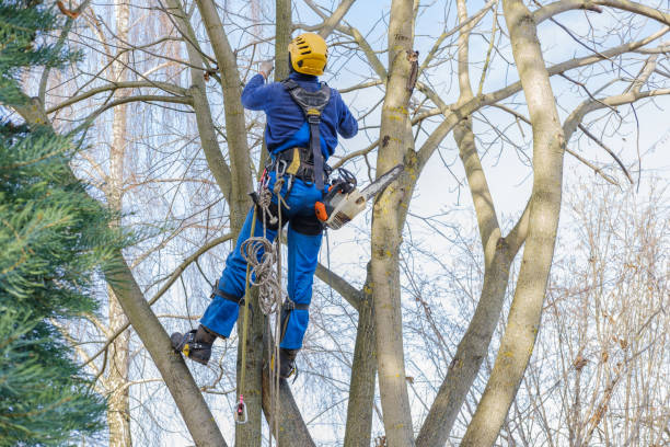 Seasonal Cleanup (Spring/Fall) in Spruce Pine, NC