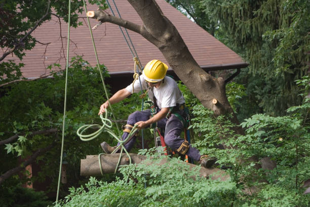 Best Aeration Services  in Spruce Pine, NC